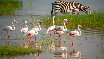 Ngorongorokratern - även kallad Edens lustgård - med sin mångfald av djur