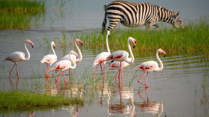Ngorongorokratern - även kallad Edens lustgård - med sin mångfald av djur
