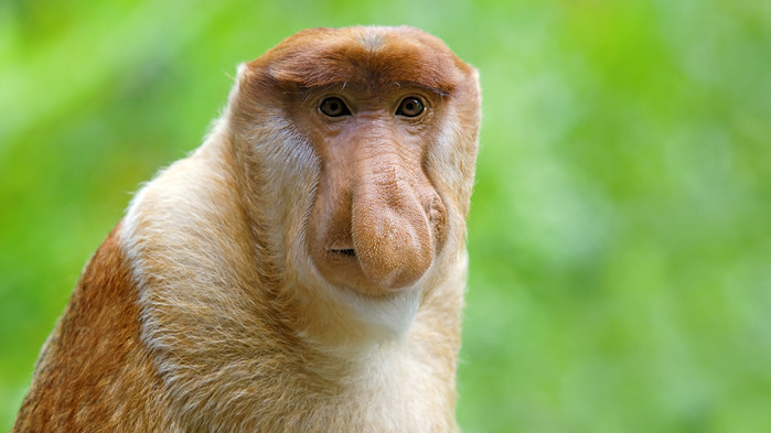 Näsapa i Kinabatangan