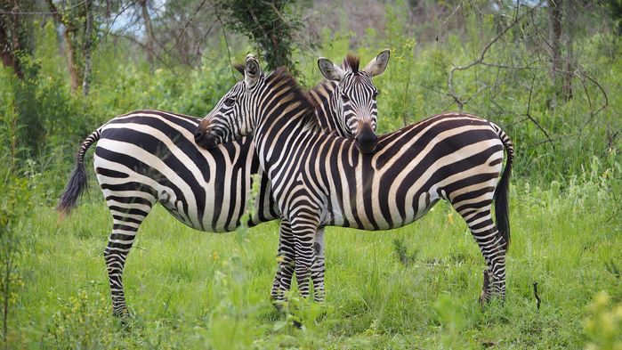 Zebror i Lake Mburo National Park