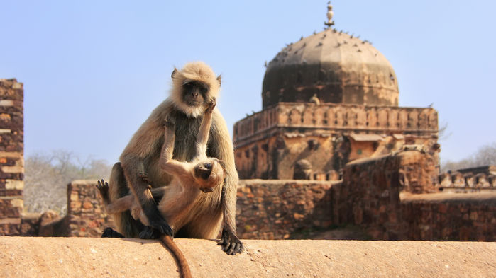 Langurapa i Ranthambore